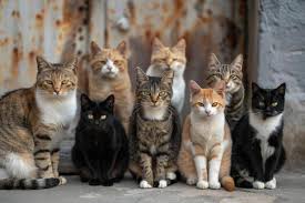 Gatos