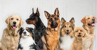 Perros